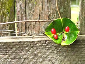 [twigs and berries]