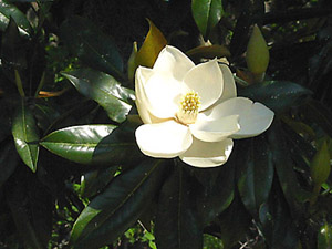 magnolia