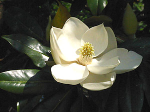 magnolia