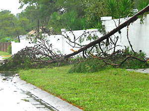 [downed tree on main road]
