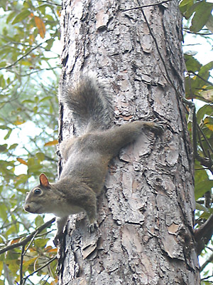 [squirrel in our nature preserve]