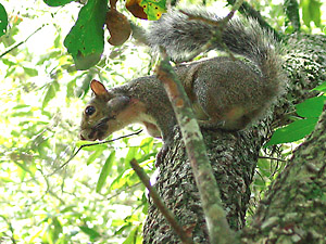 [squirrel 2]