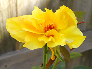 [yellow rose]