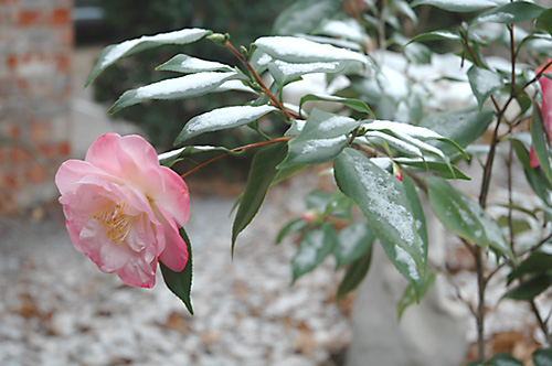 [camilia in the snow]