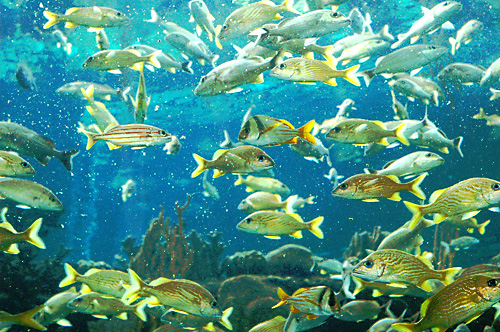 [click here for wallpaper sized image]