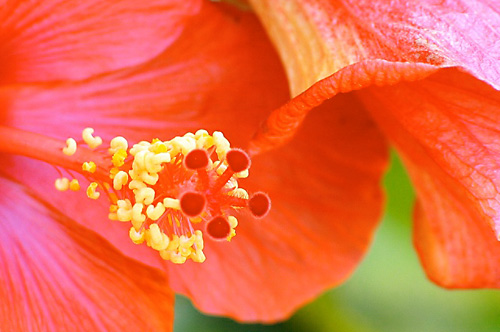 [hibiscus close-up]