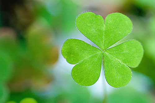 [not easy being green]