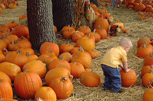 [click here for more pumpkin patch photos]
