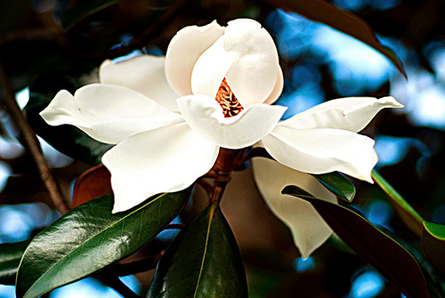 [magnolia]