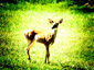 [Bambi?  Dinner?  You make the call.]