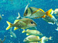 [The peaceful existence of our underwater ally]