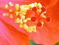 [Flower power]