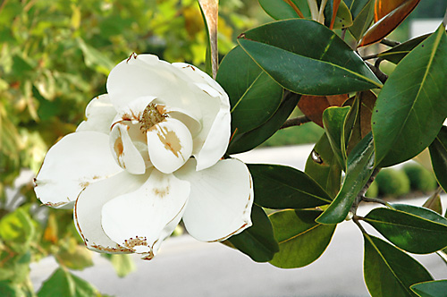 [magnolia]