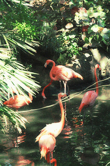 [flamingos in the mist]