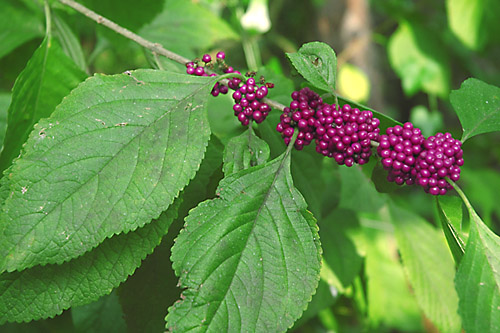 [wild berries in our backyard]